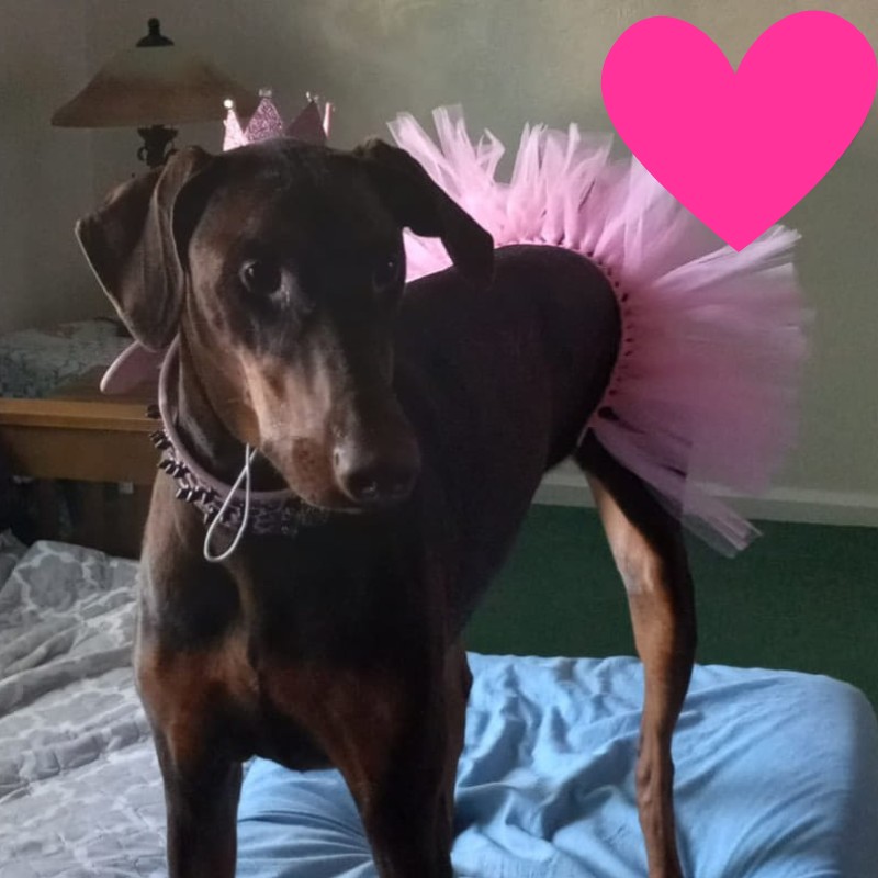 lulu wearing a tutu image