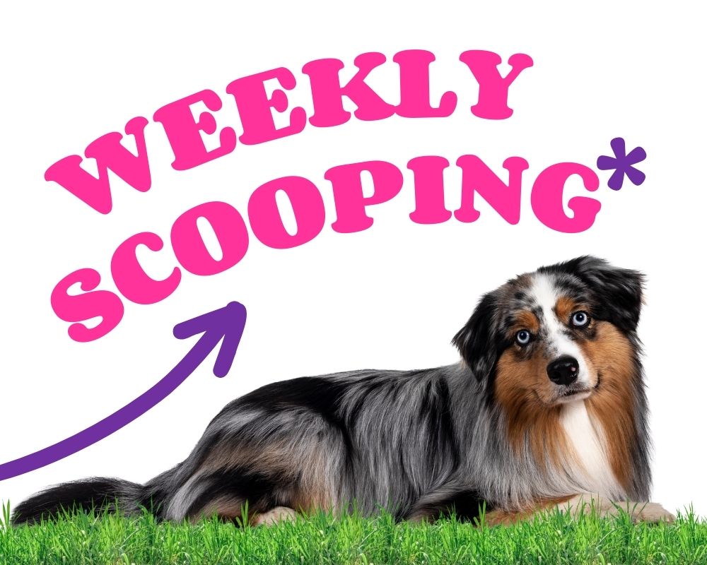 weekly scooping graphic photo